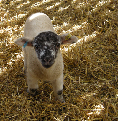 Ash End House Farm - baby lamb
