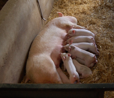Piglets and mother at Cannon Hall Children's farm