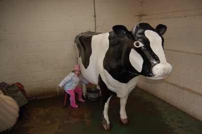 Milking the cow at Cannon Hall Kids Farm