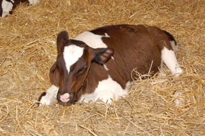 Cow in the barn at Dairyland Farm World