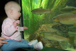 Baby looking at Fish in the London Aquarium
