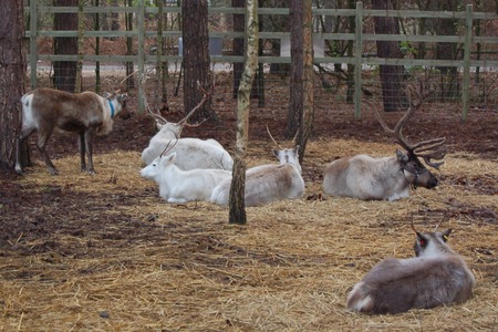 Center Parcs Sherwood Forest - Countdown to Christmas 09centerparcs-16