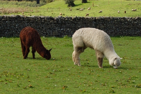 Greenlands Farm Village childrenfarm07
