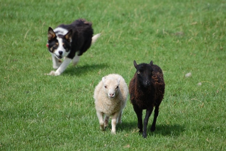 Greenlands Farm Village childrenfarm19