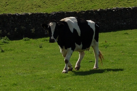 Greenlands Farm Village childrenfarm23